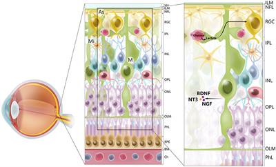 Glial Cells in Glaucoma: Friends, Foes, and Potential Therapeutic Targets